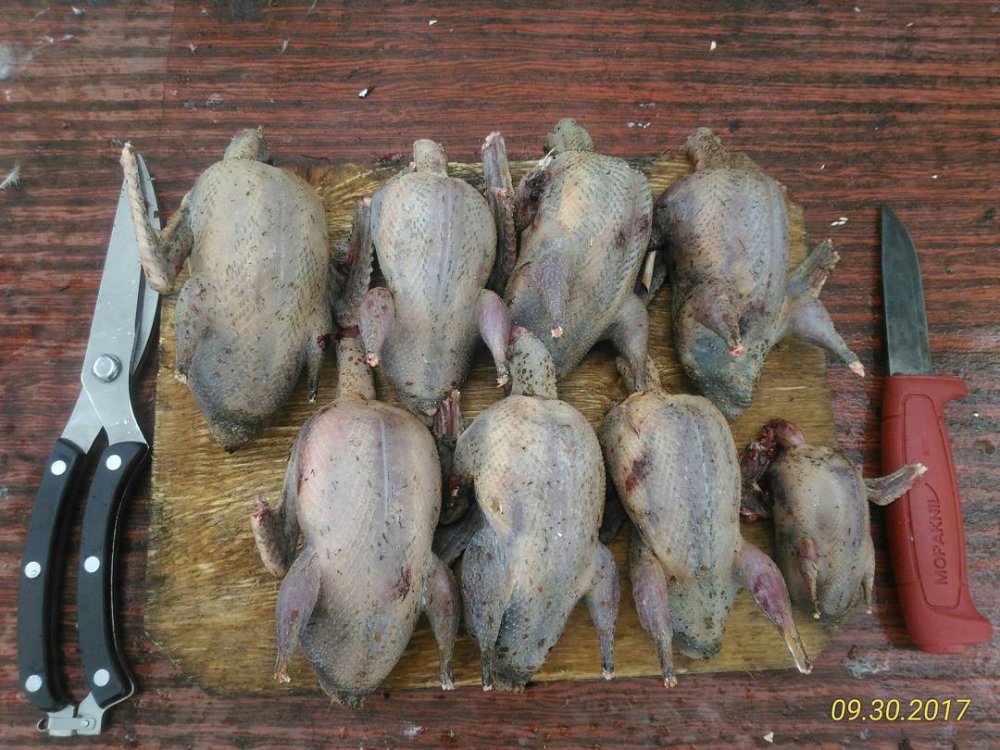 кулики