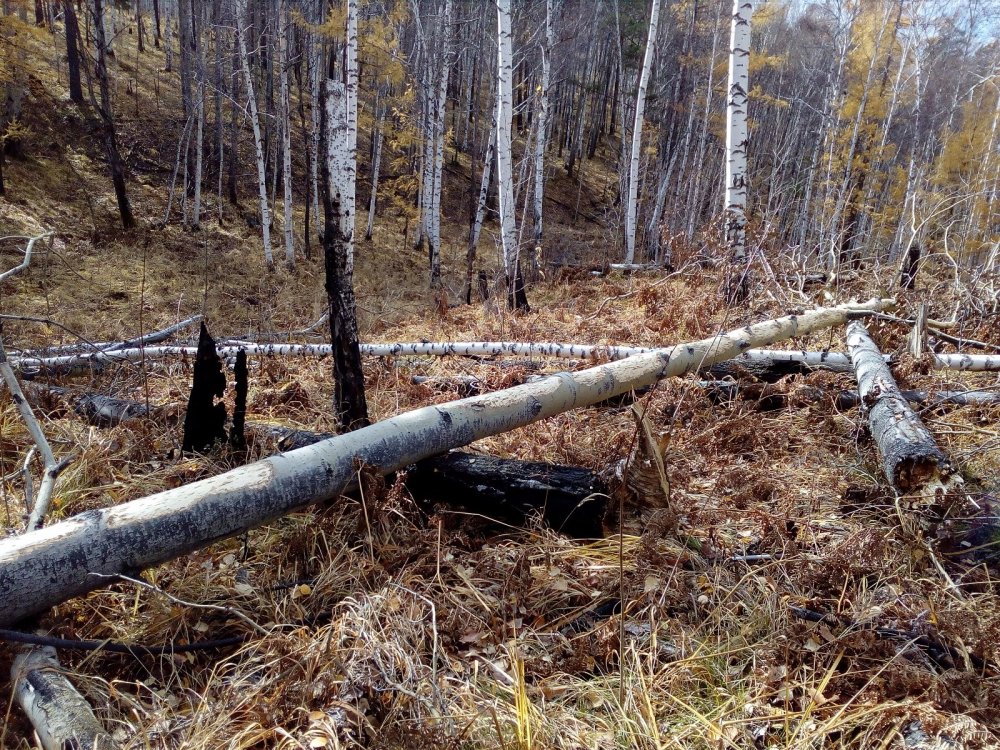 Ходят маленько еще зверушки