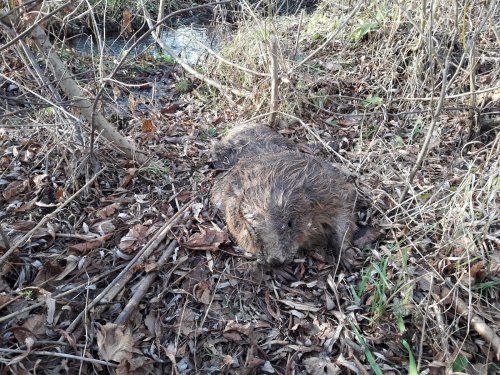 К вопросу об охотничьей этике.