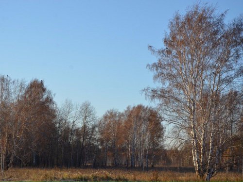 Косачики
