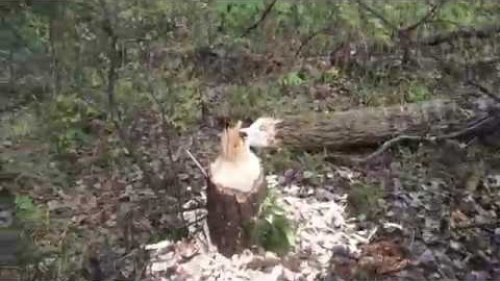 Охота...Бобер завалил лес...