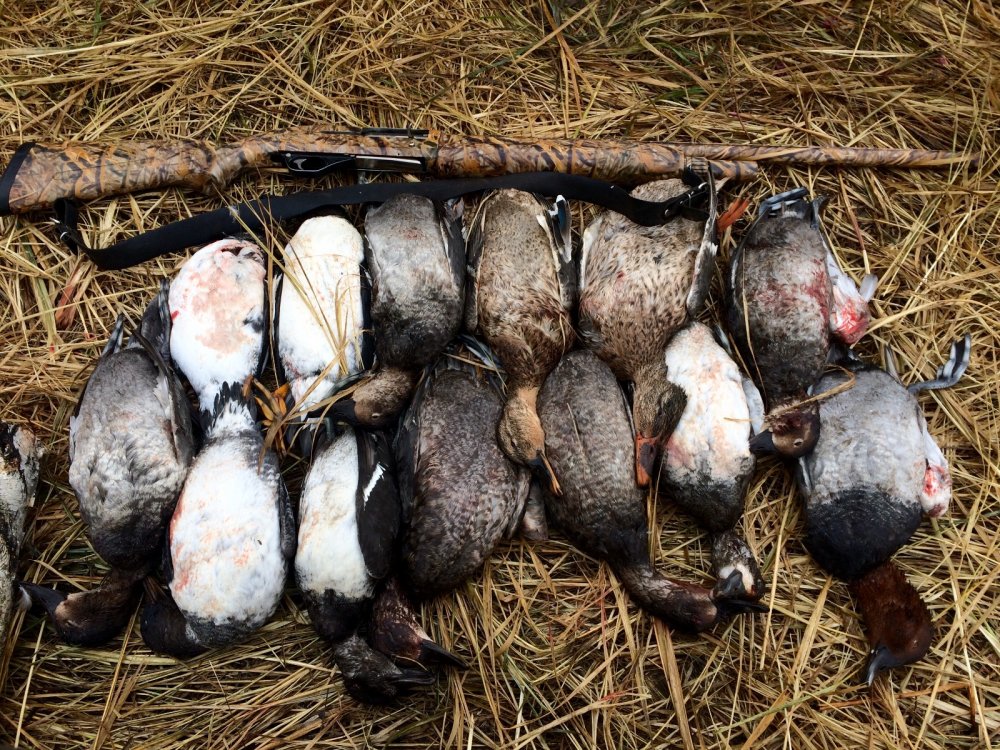 Северная вперемешку с местной