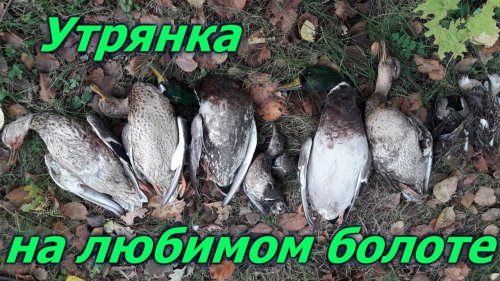 Утрянка на любимом болоте МЦ-21-12.Охота на утку с манками и чучелами