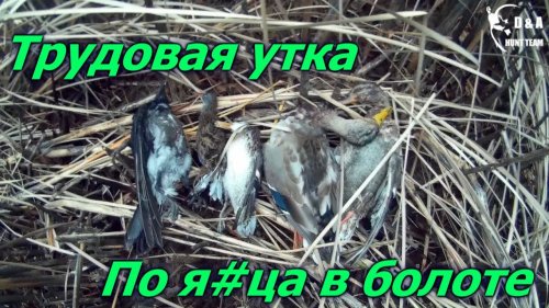 Трудовая утка.По я#ца в болоте.Трудовые трофеи.Difficult hunt for a duck.Hunting in the swamp.