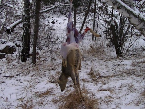 по первому снежку