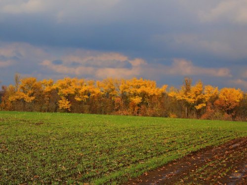 Октябрь. Белгородская область