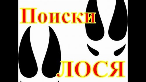 В поисках лося...
