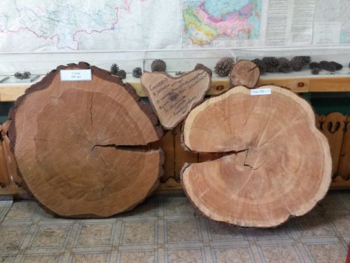 Сосна и кедр 200 летние