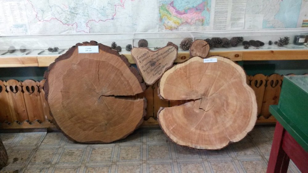 Сосна и кедр 200 летние