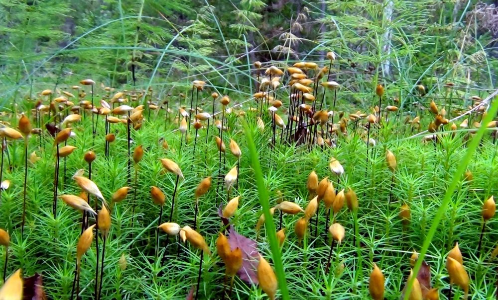 Кукушкин лен