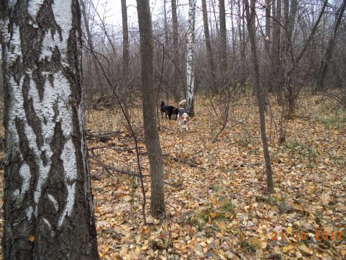 выход в лес