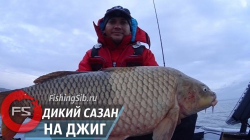 Не перевелись еще сазаны в наших водоемах! Сибирский гигант на 13 кг...