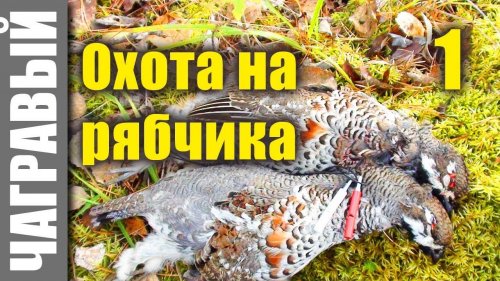 Все секреты охоты на рябчика! Как манить, скрадывать, определять возраст