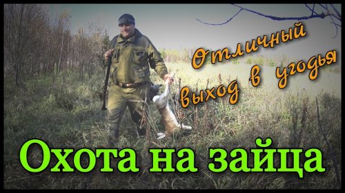 Охота на зайца с русскими гончими. Попутно добыл три рябчика с подхода. Рекомендуем к просмотру!