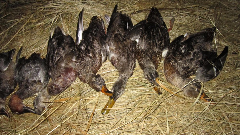 Вечеровка на Убинском.