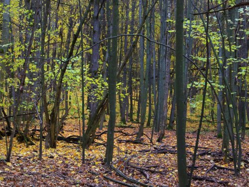Октябрь. Белгородская область