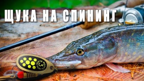 Рыбалка лето 2017. Ведро щуки. Щука на спиннинг. Рыбалка на щуку.