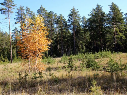 Краски осени.