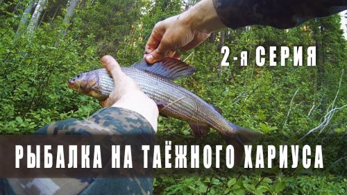 Рыбалка на таежного хариуса. Республика Коми
