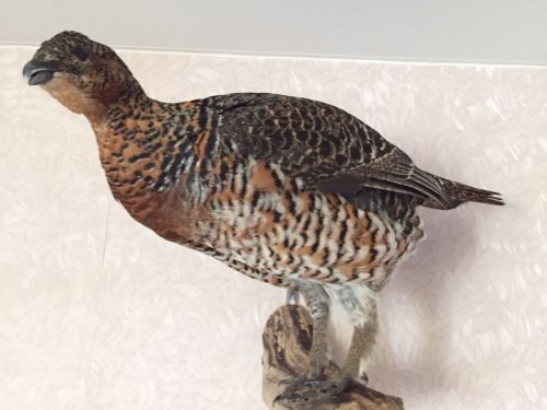 Птичка