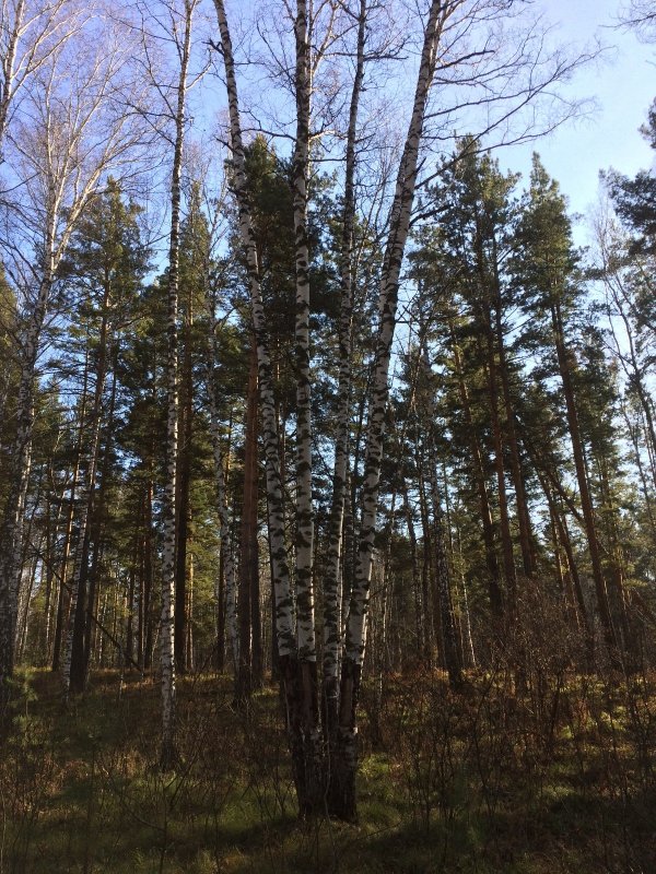 4 в 1