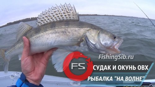 Судак и окунь на джиг или Туда, где водятся дикие, бронированные, сазаны…