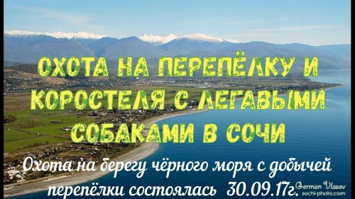 Охота на перепёлку и коростеля с легавыми собаками