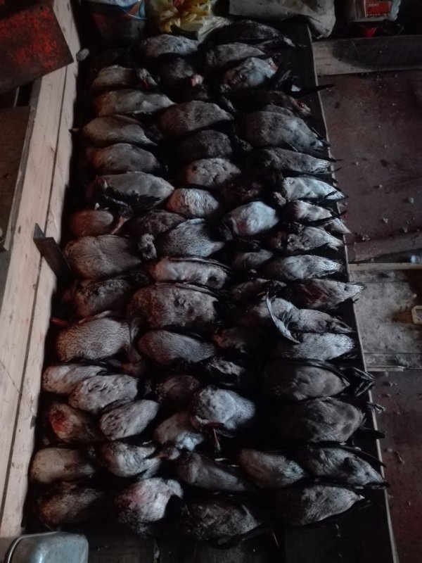 В зиму с мясом.
