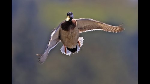 Охота на утку осень 2017, очередной выезд.