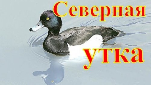 Долгожданная северная утка.