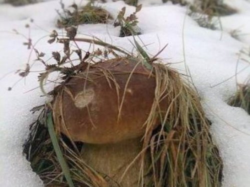 ВОТ И СНЕГ