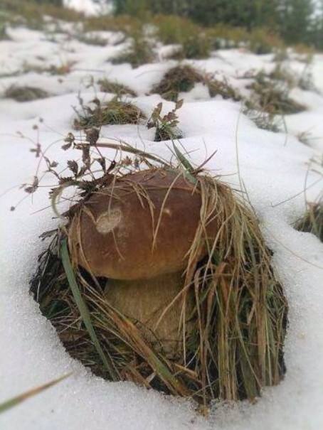 ВОТ И СНЕГ