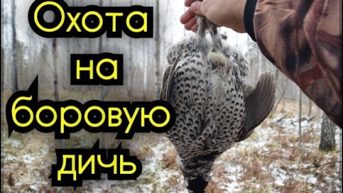 Неудачная охота на зайца, но удачная по боровой. Первый выход в угодья после травмы.