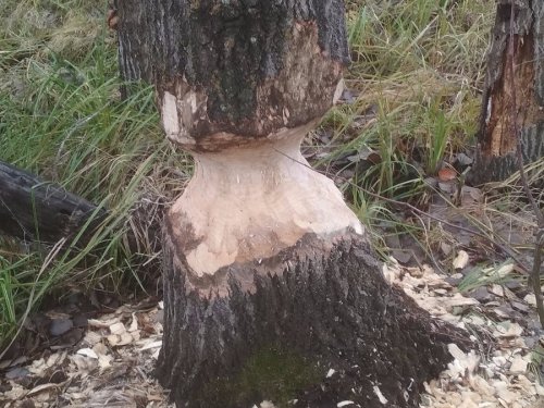 Бобрик поработал.