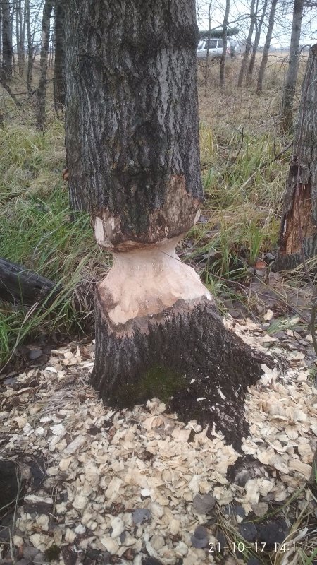 Бобрик поработал.