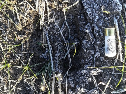 Корова?