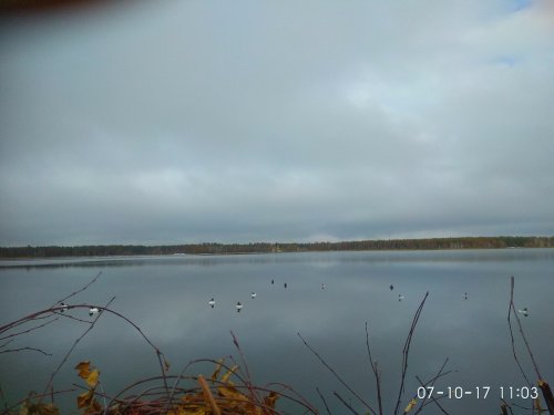 Из скрадка видон.