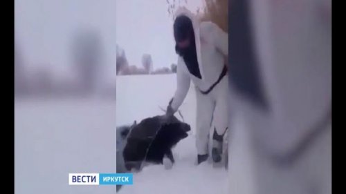 Охотников, спасших кабанов из полыньи в Иркутском районе, ищут для награждения, "Вести-Иркутск"