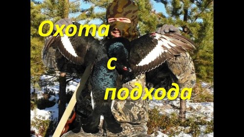 Охота на тетерева по "падлючему" снегу.