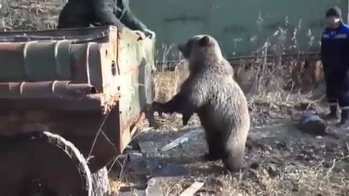Вахтовики кормят медведя.