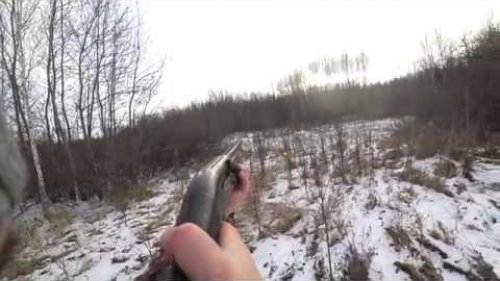 Первый заяц комом