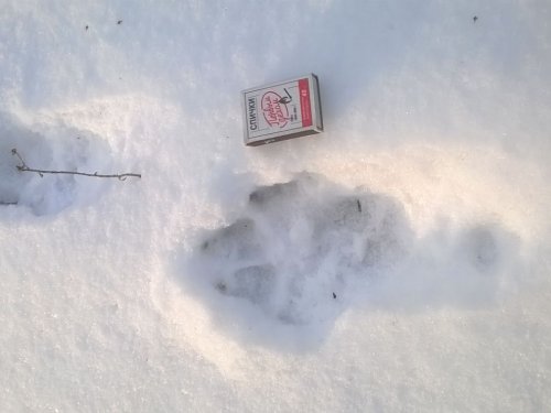 Кто к нам в гости заходил?