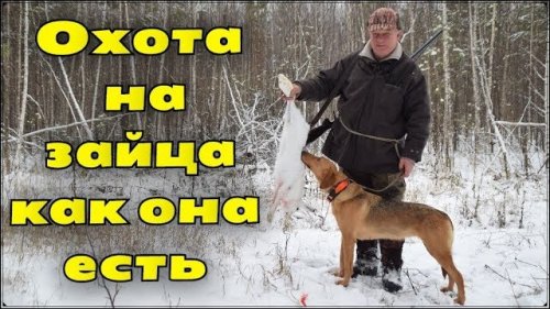 Охота на зайца с русской гончей как она есть. Рекомендуем к просмотру.