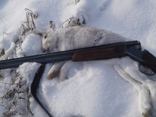 Серенький