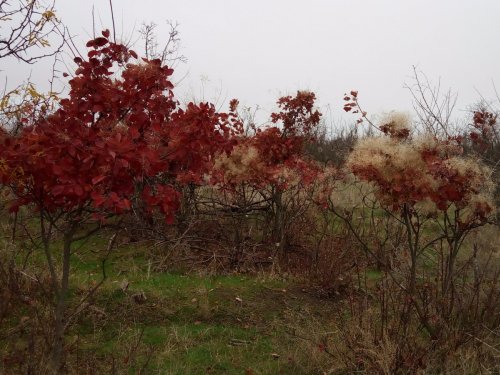 201117