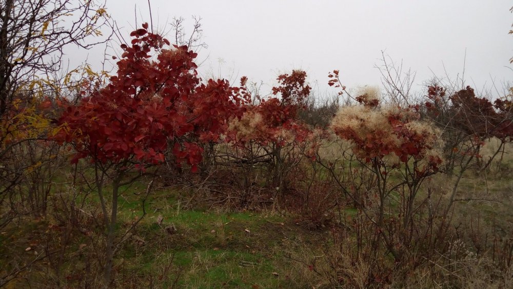 201117