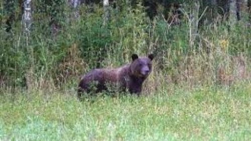 Охота на медведя на овсах с вышки. Наглядно и в хорошем качестве