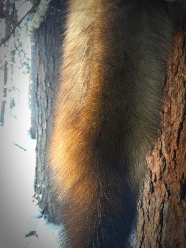 Кот