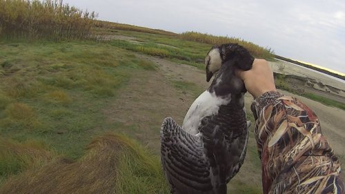Охота на гуся осенью. И поимка крупной щуки троллингом. Goose hunting.