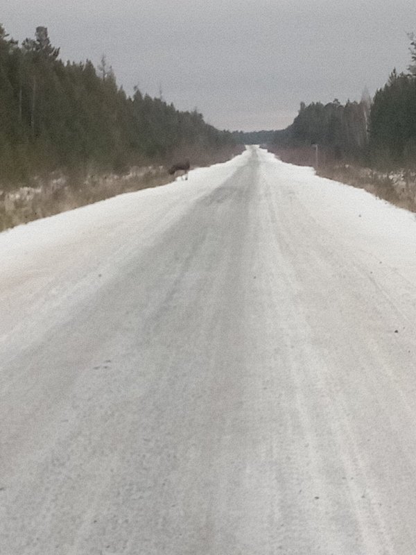 Лосики